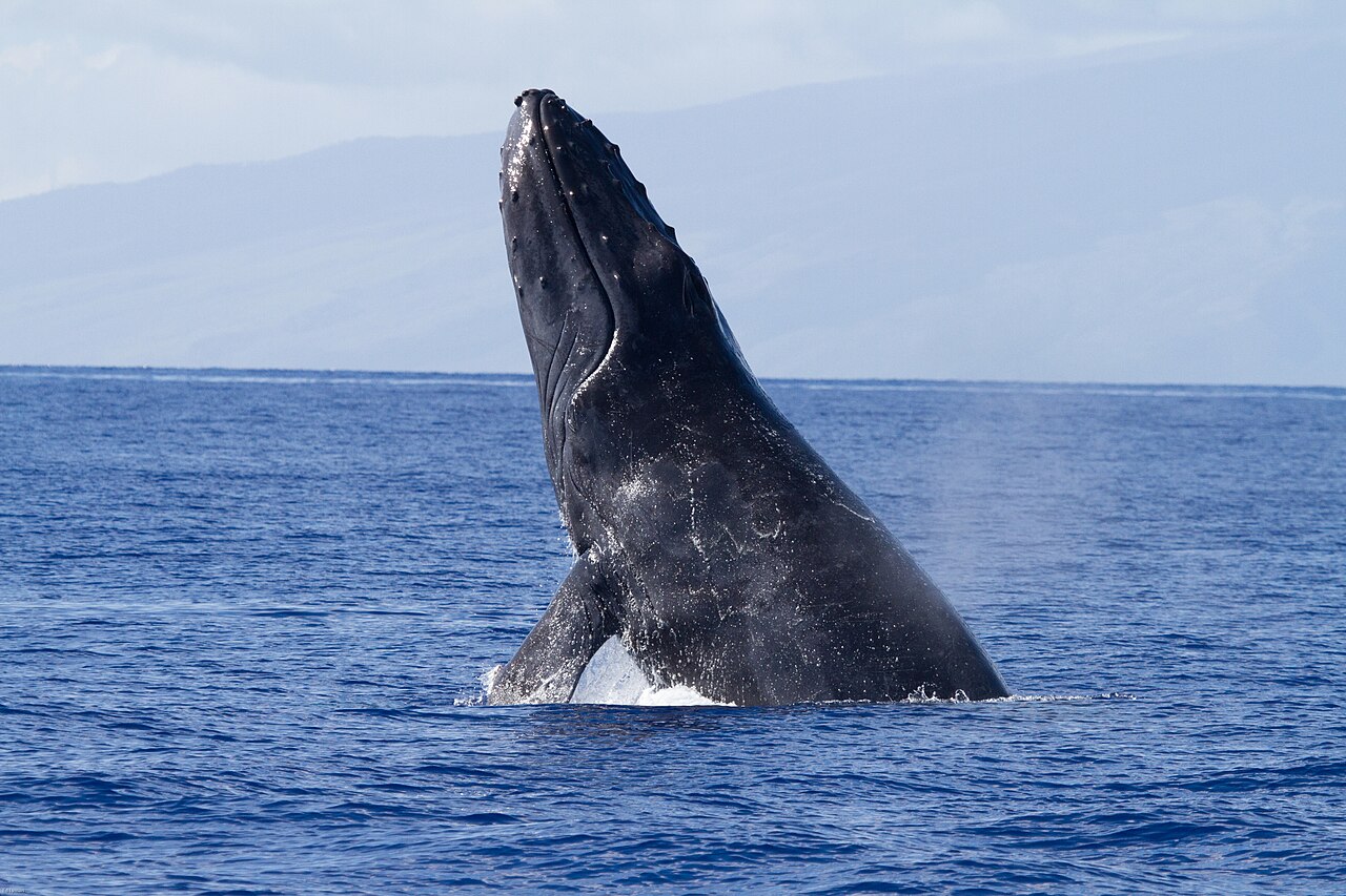 Breaching humpback whale in Pacific water
