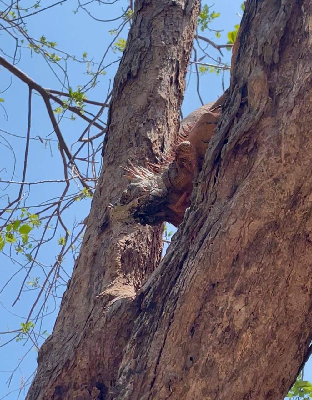 Large iguana in a tree near Victor's parking lot in Los Cóbanos